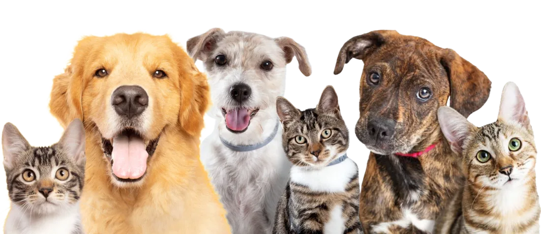 Mascotas