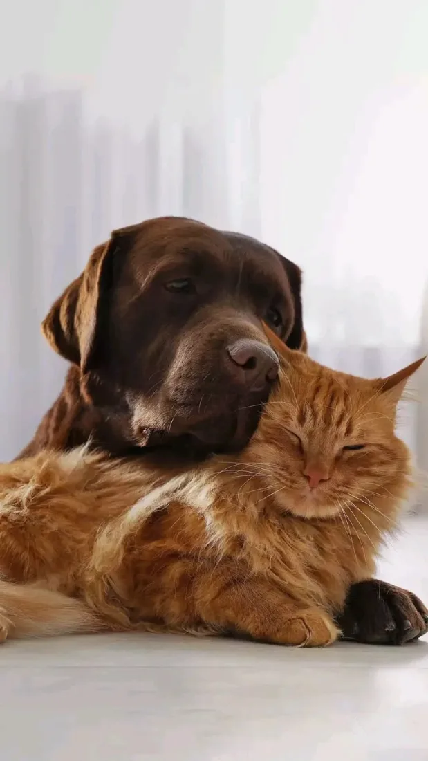Gato y perro