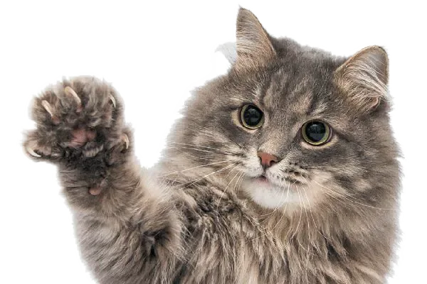 AMIGO